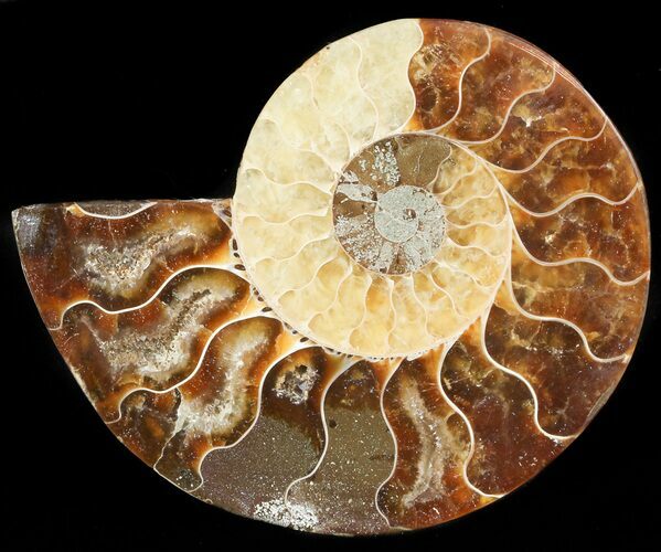 Agatized Ammonite Fossil (Half) #46524